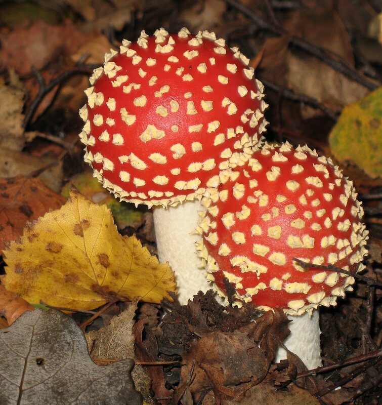Red mushrooms with white spots