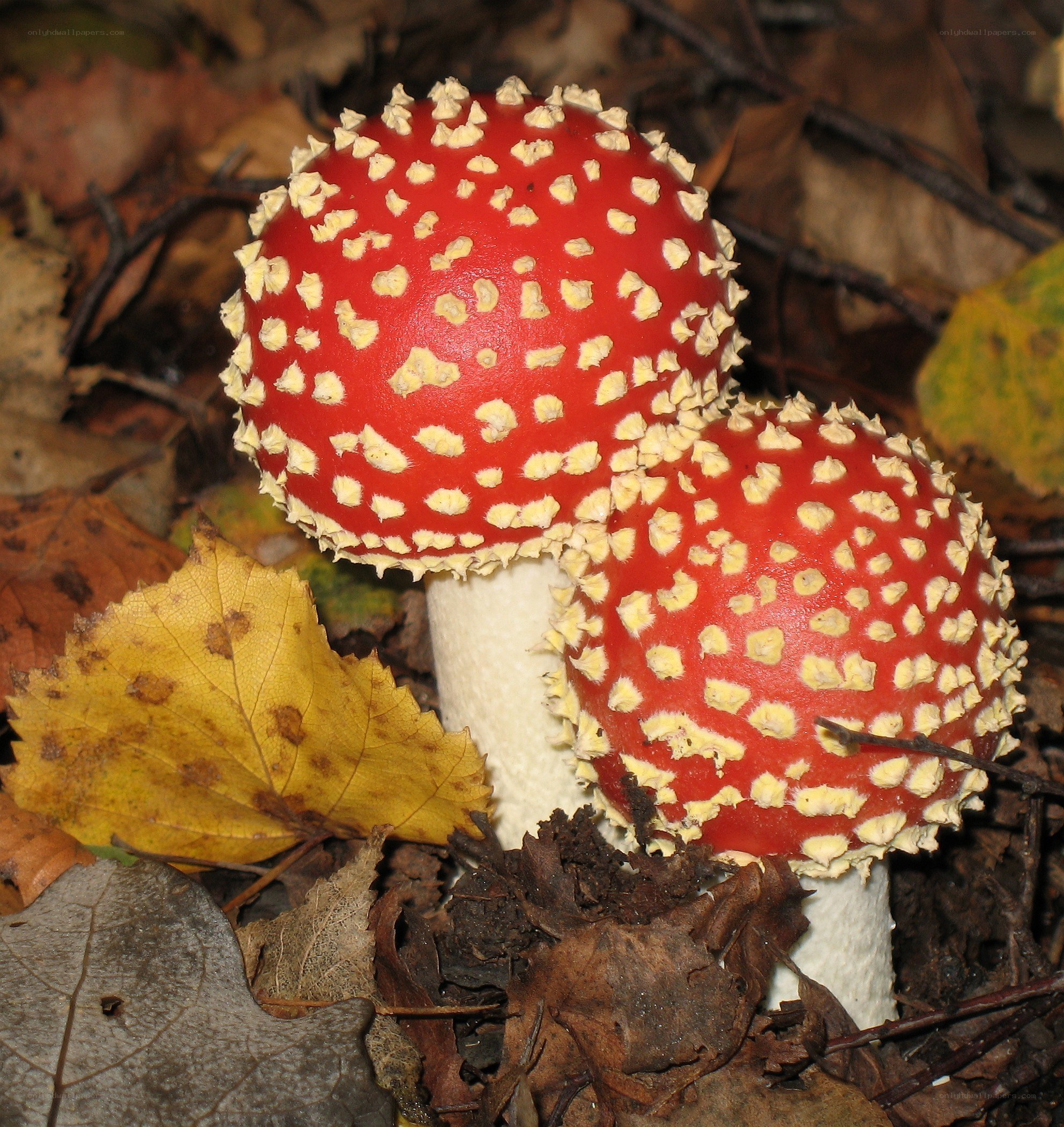 Red mushrooms with white spots
