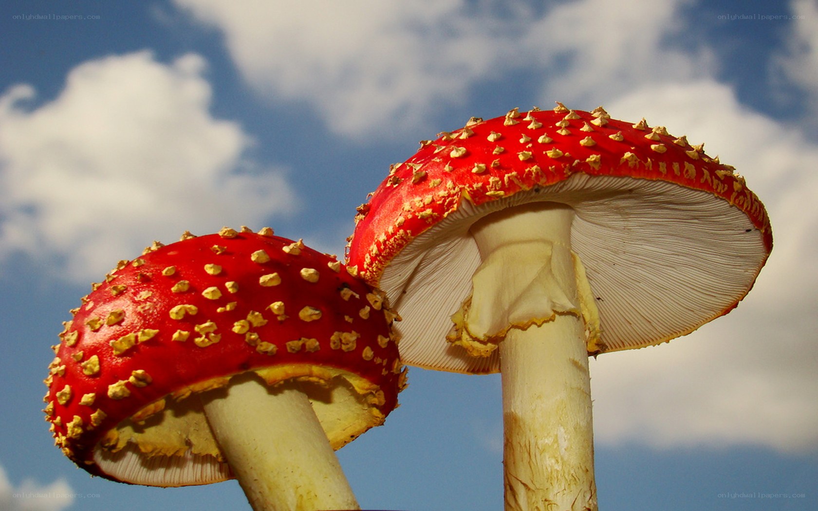 Red mushrooms with white spots
