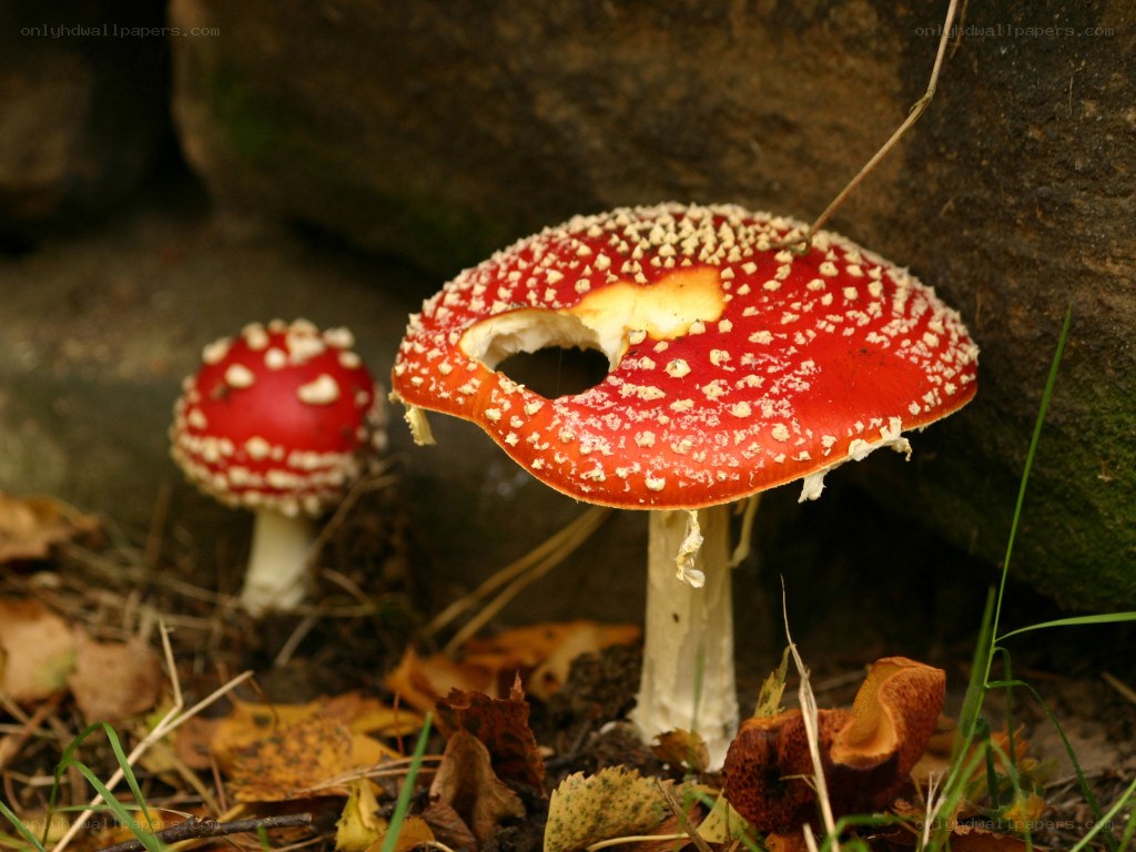 Red mushrooms with white spots