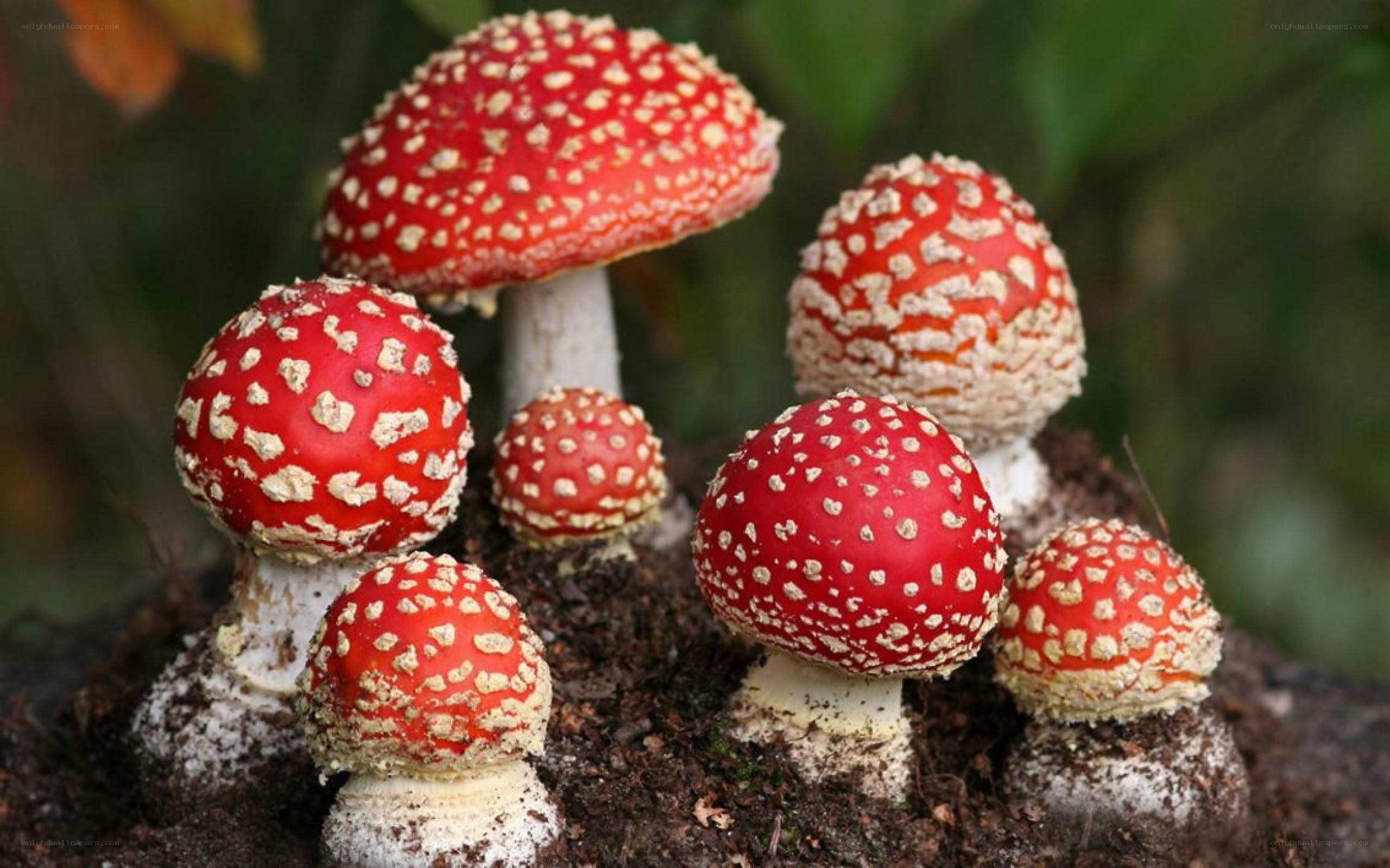 red mushrooms with white spots