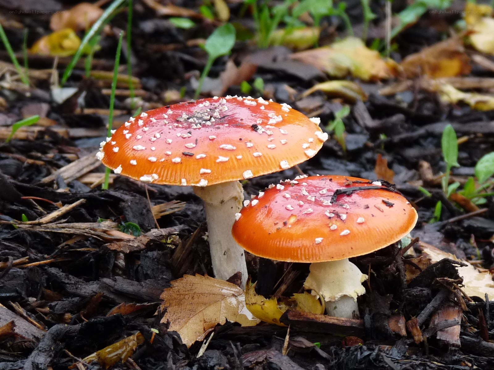 Red mushrooms with white spots