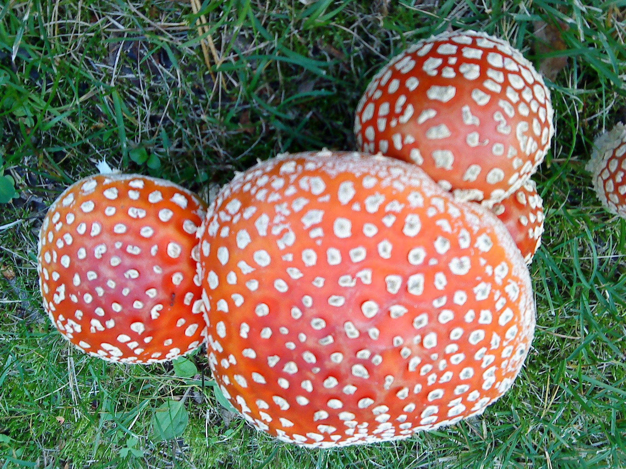 Red mushrooms with white spots