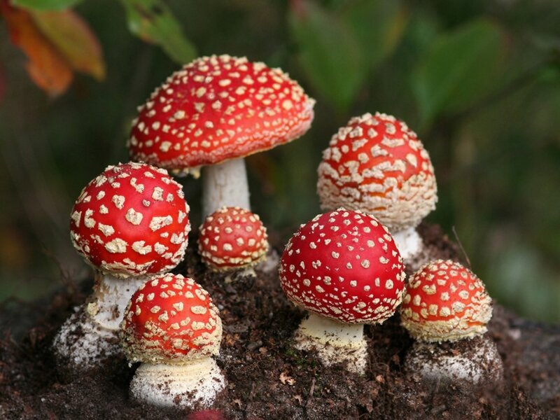 Red mushrooms with white spots