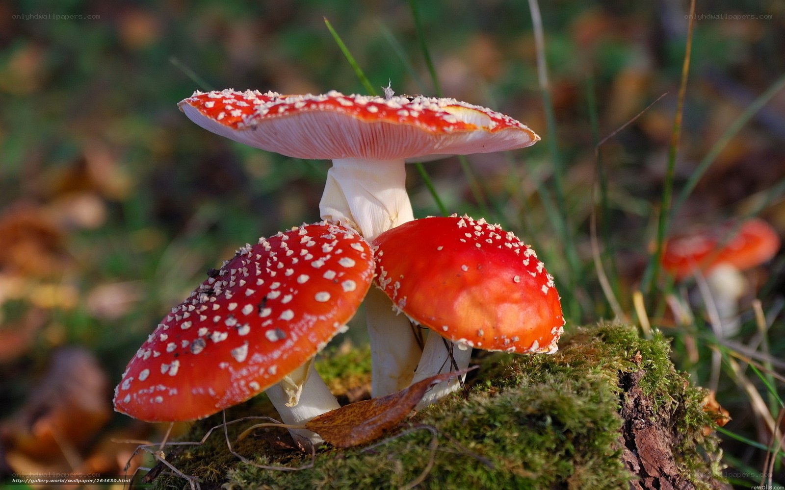 Red mushrooms with white spots