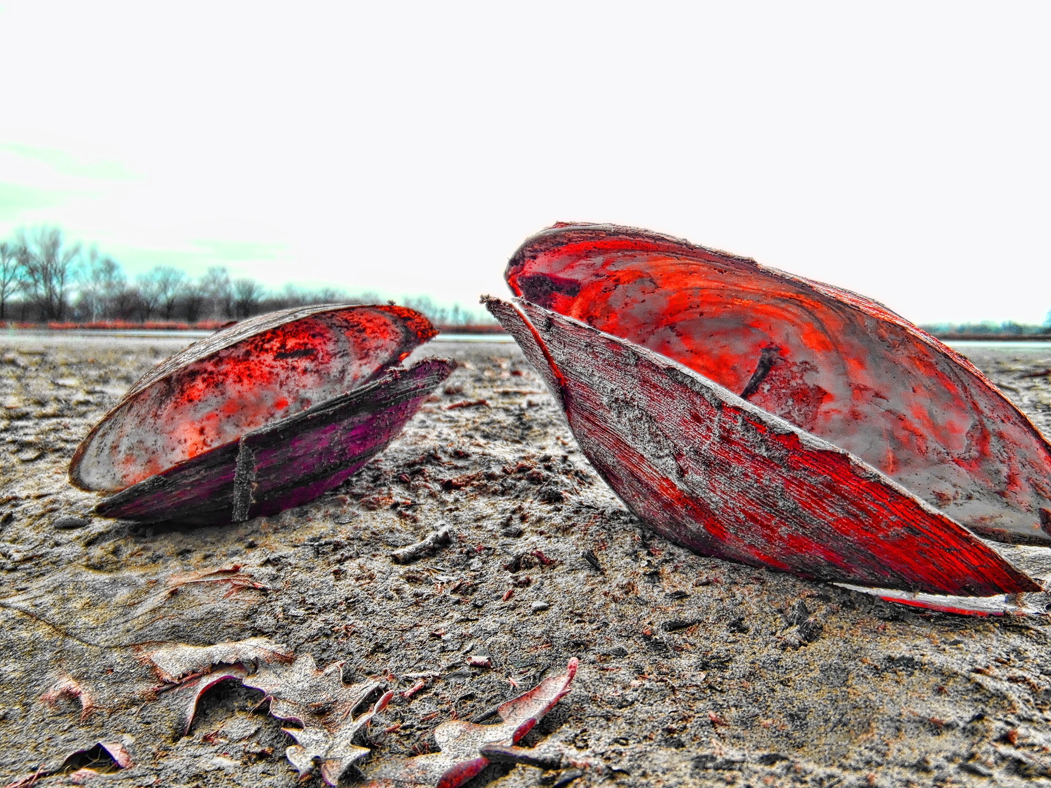 Red mussel shells on shore