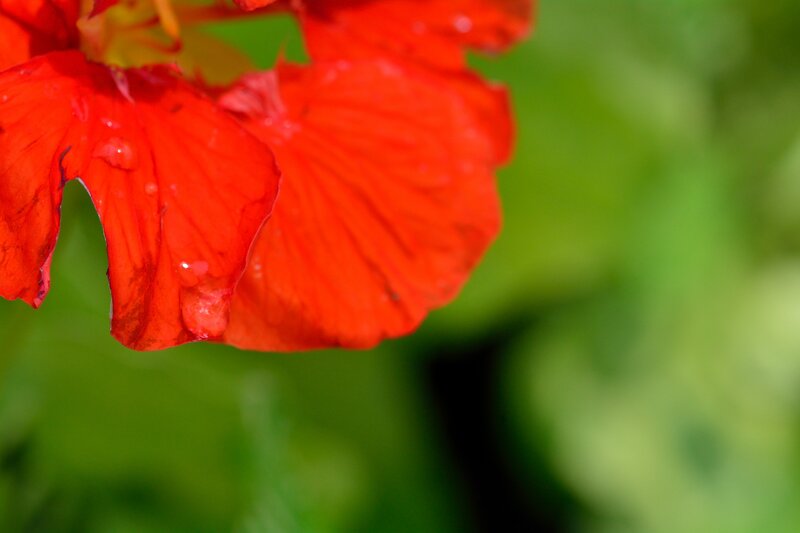 Red Nasturtium Flower — Calm