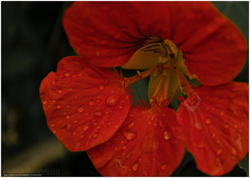Red Nasturtium Flower — Dramatic