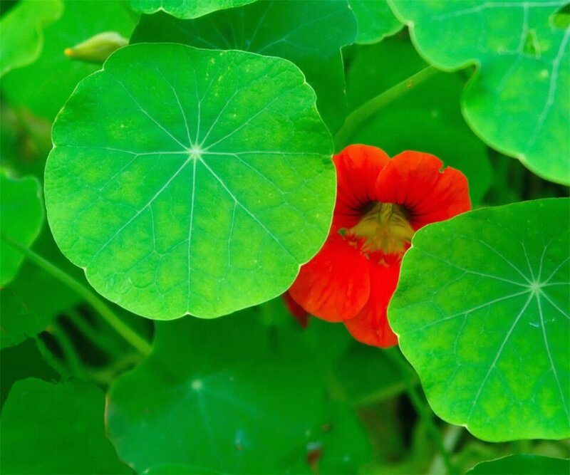 Red Nasturtium Flower — Green