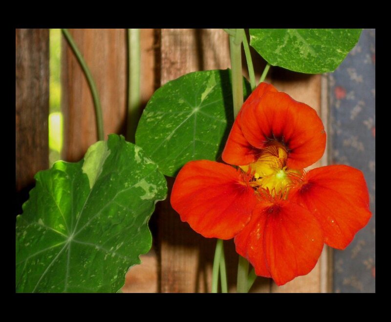 Red Nasturtium Flower — Natural, Afternoon