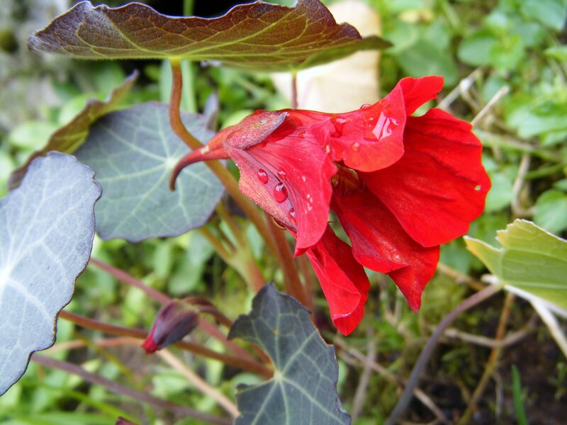 Red Nasturtium Flower — Natural, Morning