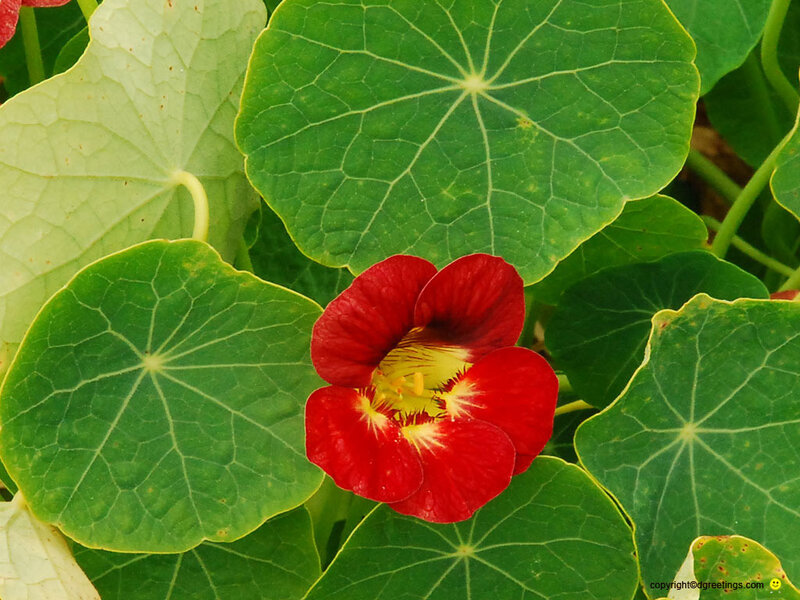 Red Nasturtium Flower — Natural