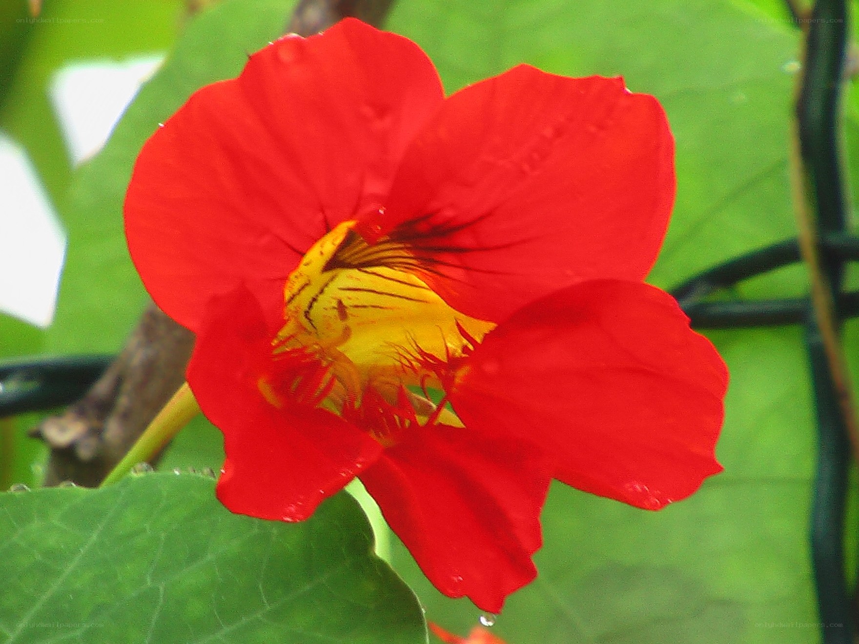 Red nasturtium flower