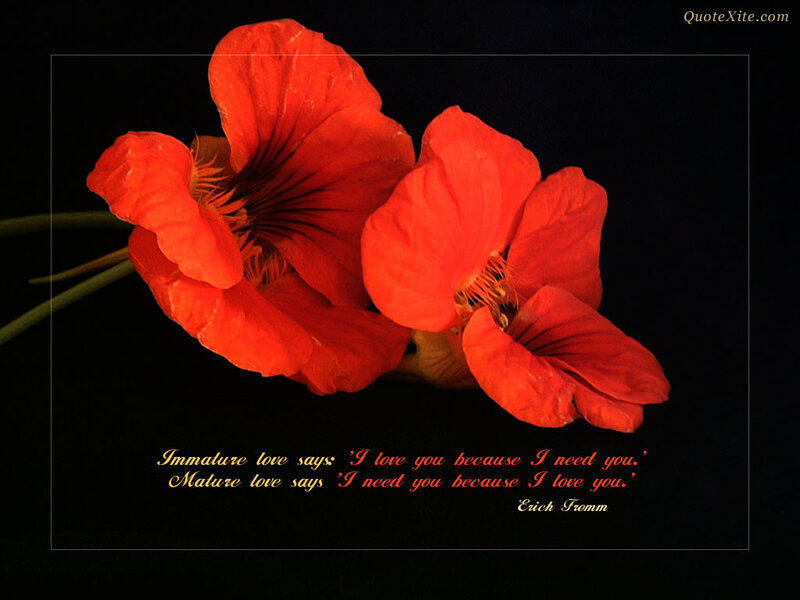 Red Nasturtium Flowers — Dramatic