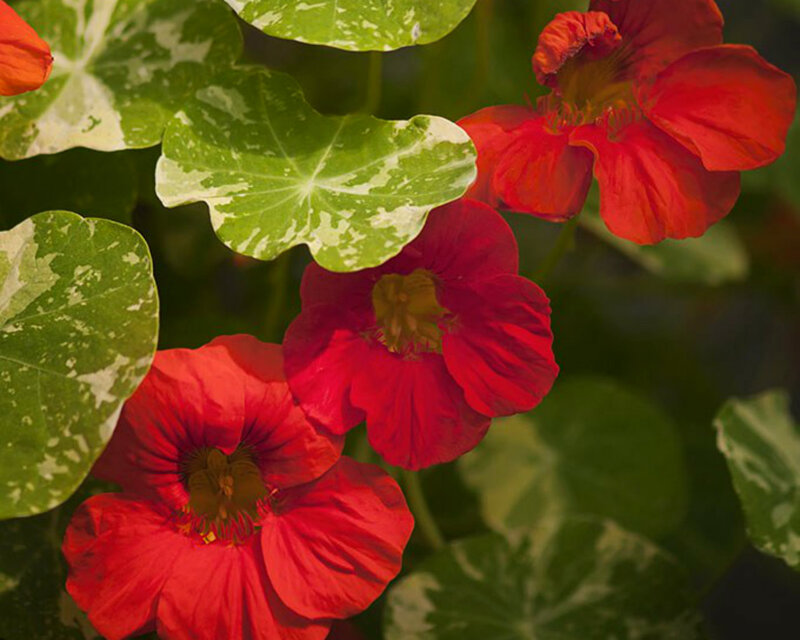 Red Nasturtium Flowers — Natural