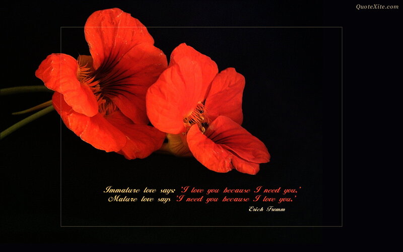 Red Nasturtium Flowers