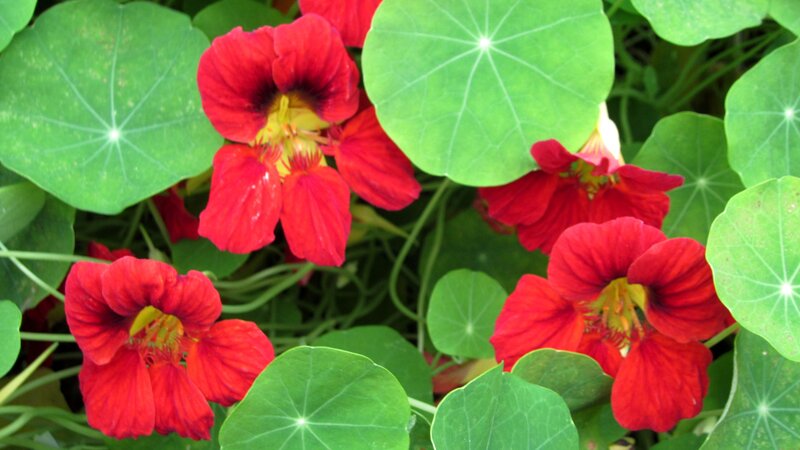 Red Nasturtium Flowers — Vibrant