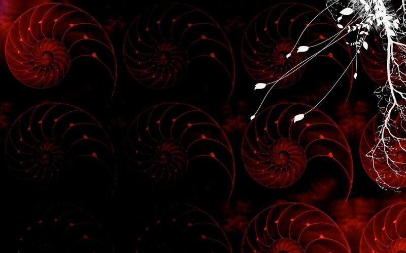 Red Nautilus Shells — Black, Dark