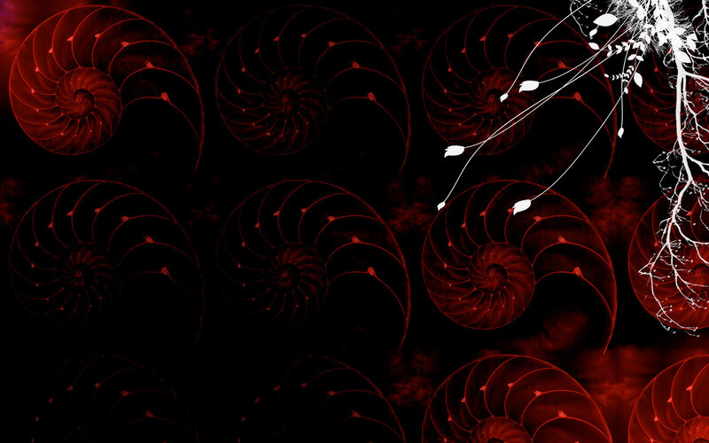 Red Nautilus Shells — Black, Dramatic