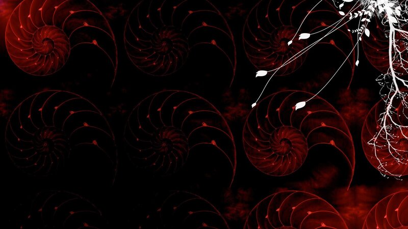 Red Nautilus Shells — Black