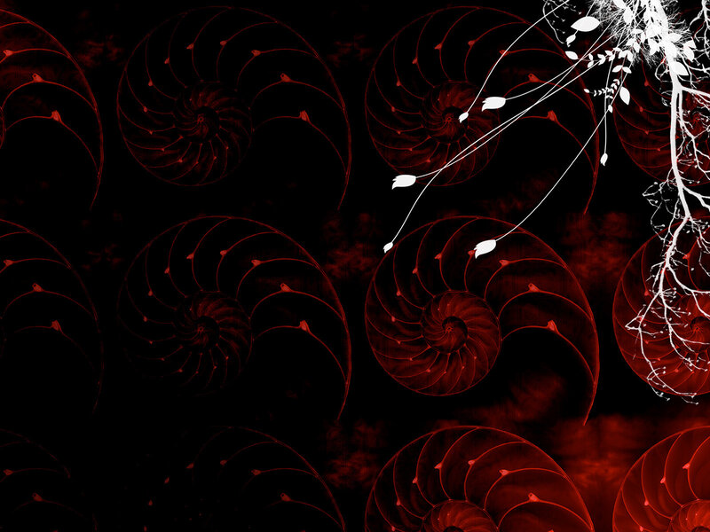 Red Nautilus Shells