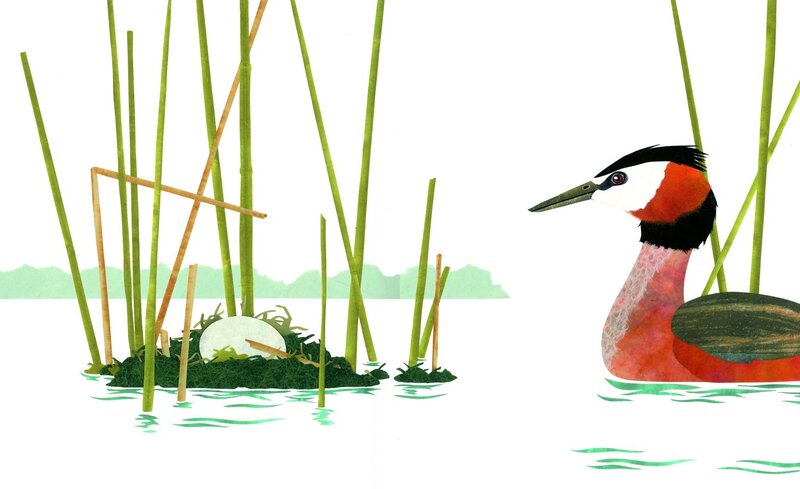 Red-necked Grebe — Green