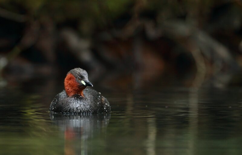 Red-necked Grebe on Water