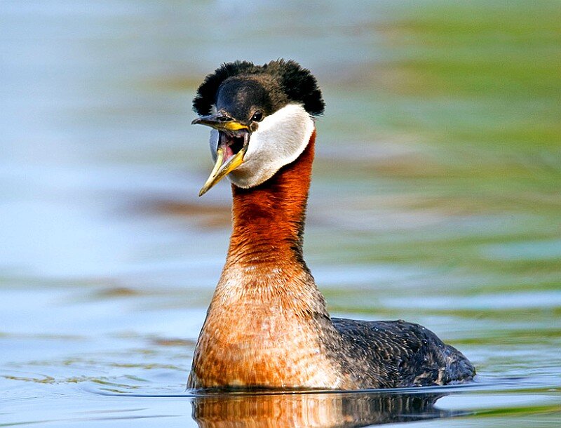 Red-necked Grebe