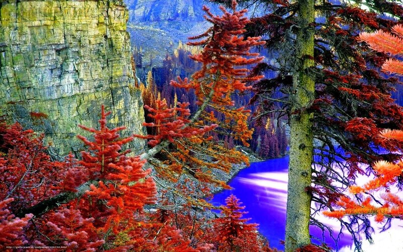 Red-needled Trees by Lake