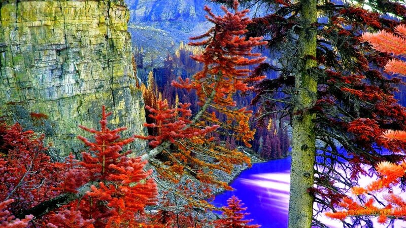 Red-needled Trees in Canyon — Red