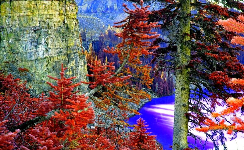 Red-needled Trees in Canyon