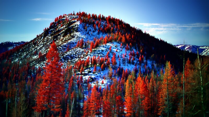 Red-needled Trees on Mountain