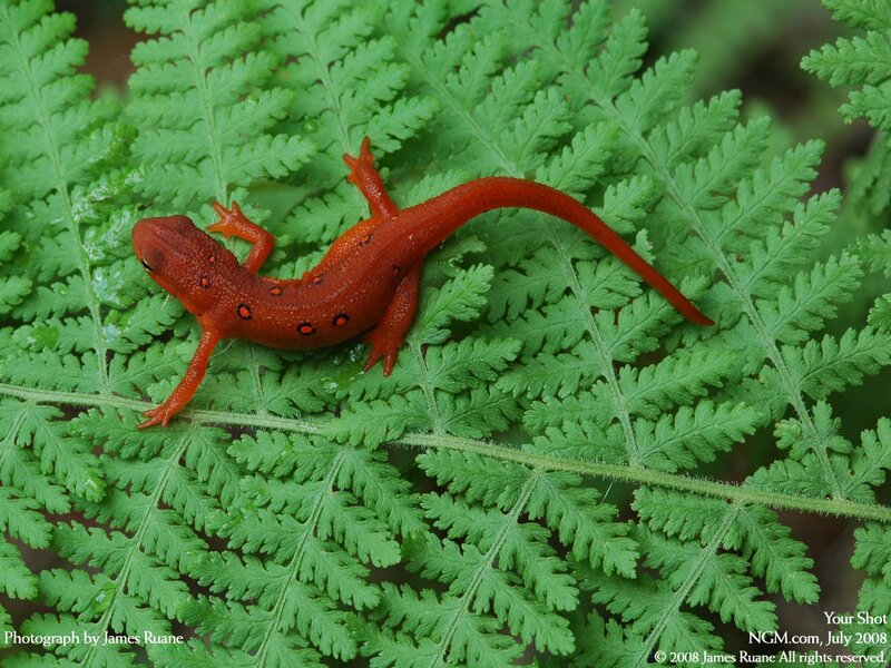 red newt on a fern leaf