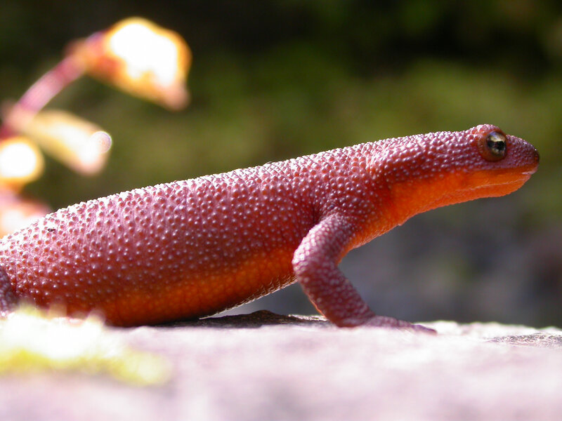 Red newt on a rock