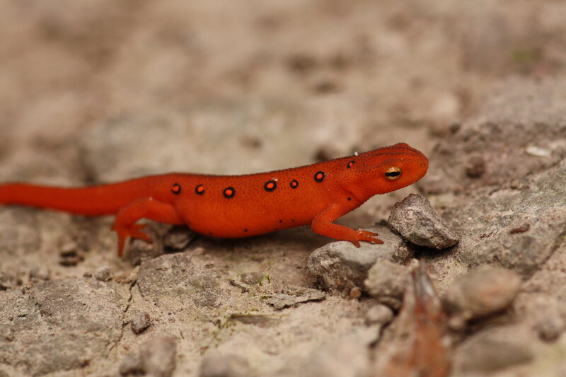 Red Newt on Rocks