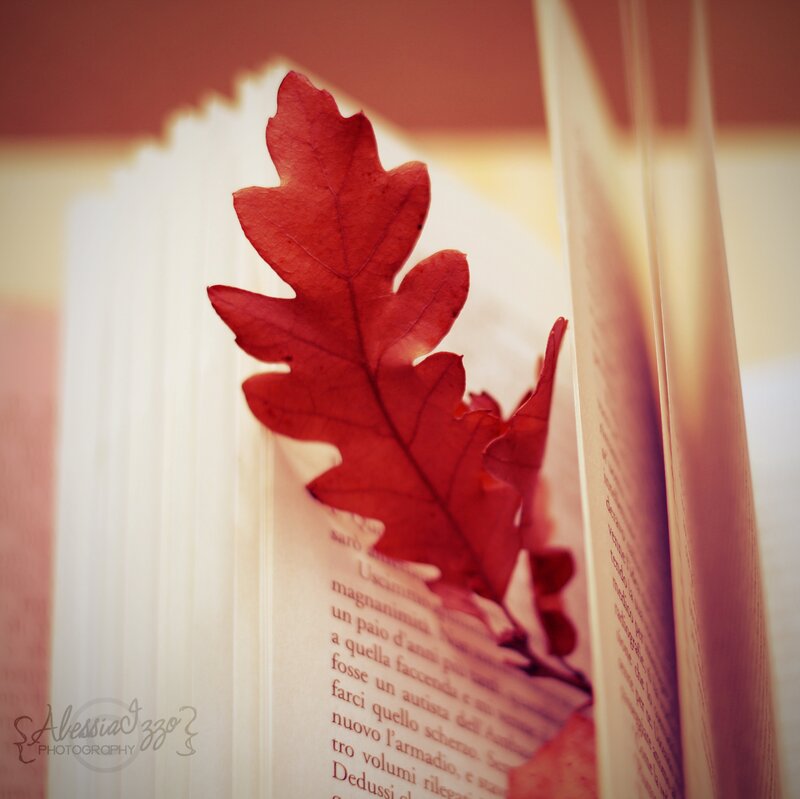 Red Oak Leaf in Book