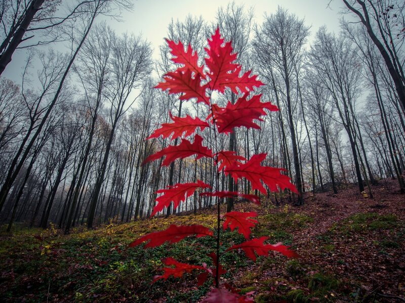 Red Oak Leaf in Forest