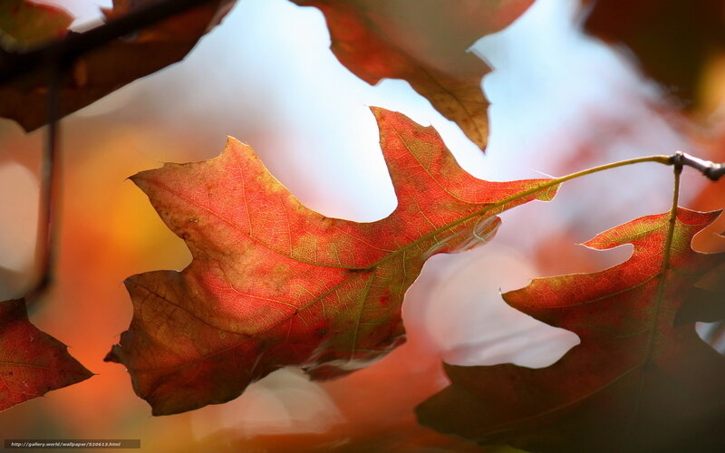 Red Oak Leaf in Sunlight — Serene