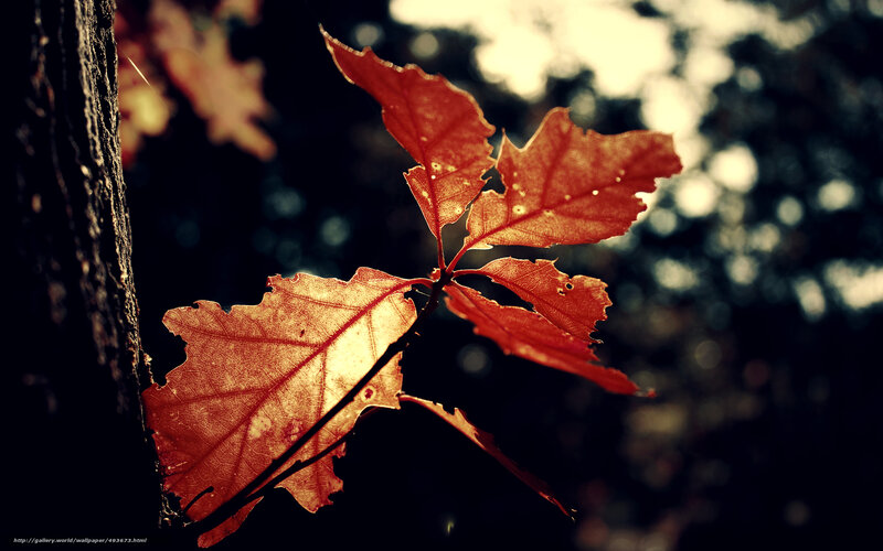 Red Oak Leaf in Sunlight