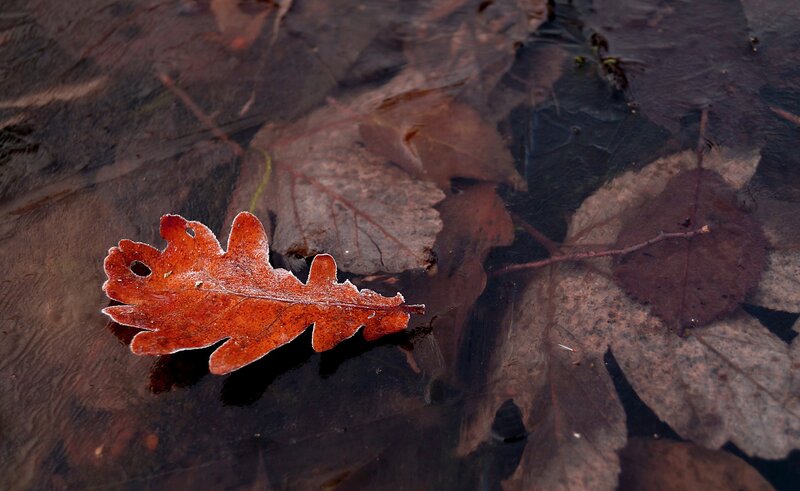Red Oak Leaf in Water