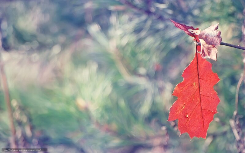Red Oak Leaf on Branch