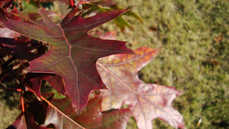 Red Oak Leaf