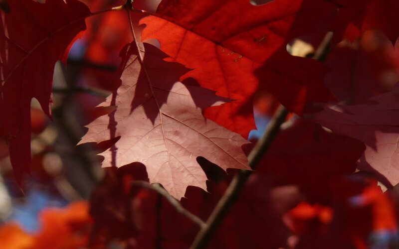 Red Oak Leaves — Dramatic, Autumn
