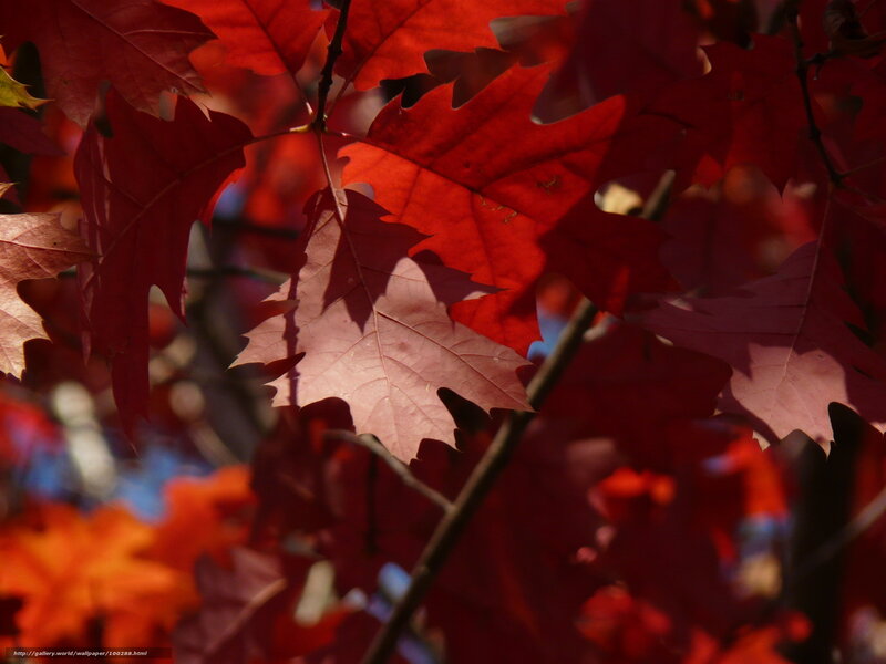 Red Oak Leaves — Dramatic