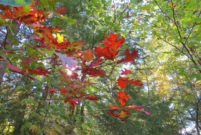 Red Oak Leaves in Forest