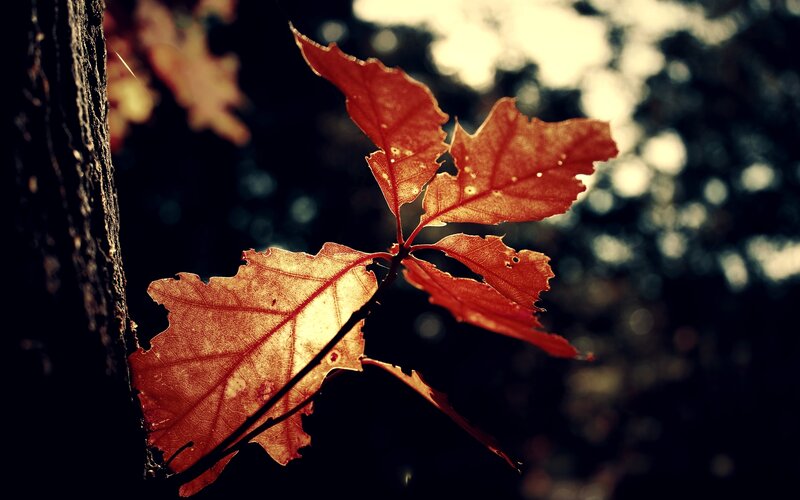 Red Oak Leaves on Branch