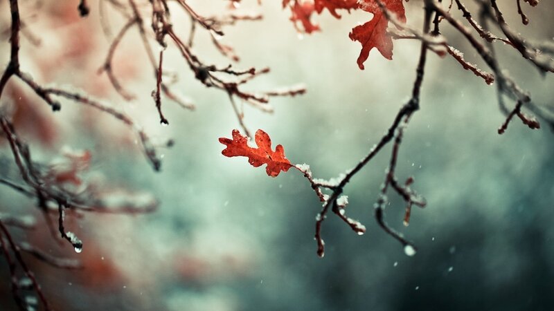 Red Oak Leaves on Branches