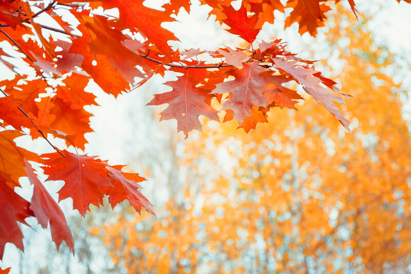 Red Oak Leaves — Orange