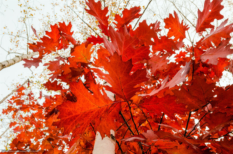 Red Oak Leaves — Serene, Autumn, Photograph