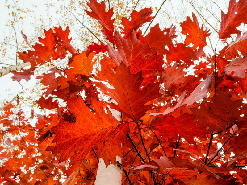 Red Oak Leaves — Serene, Autumn